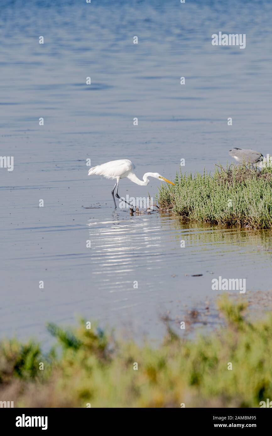 WESTERN Reef Heron Wandern im Wasser eines Mangroven Stockfoto