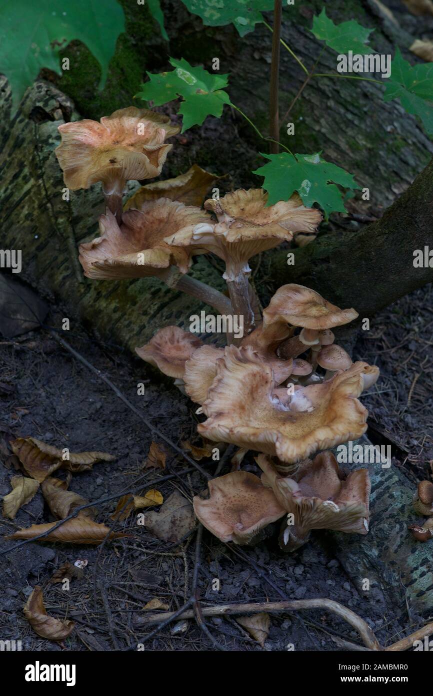 Pilze an Holz Stockfoto