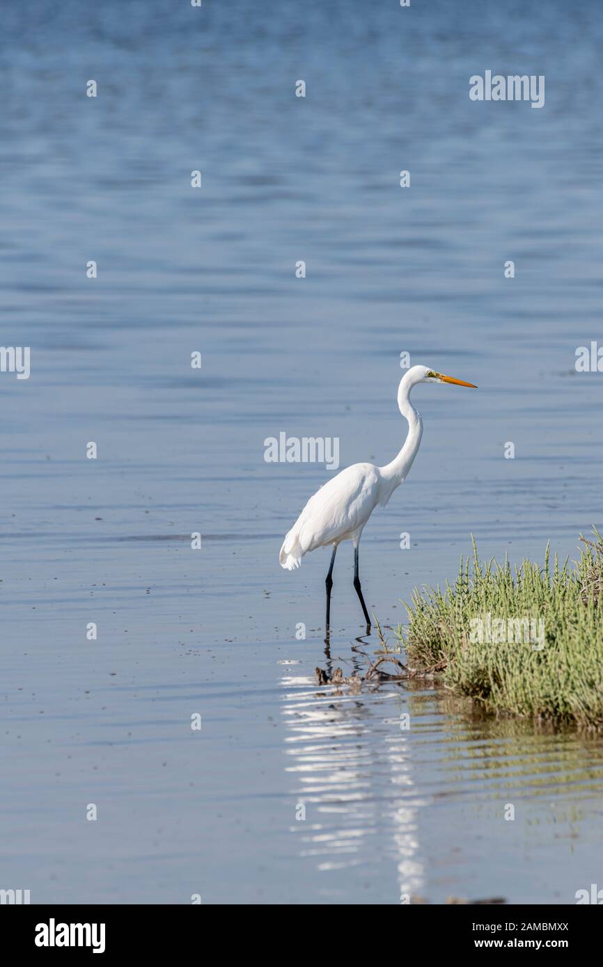 WESTERN Reef Heron steht im Wasser eines Mangroven Stockfoto