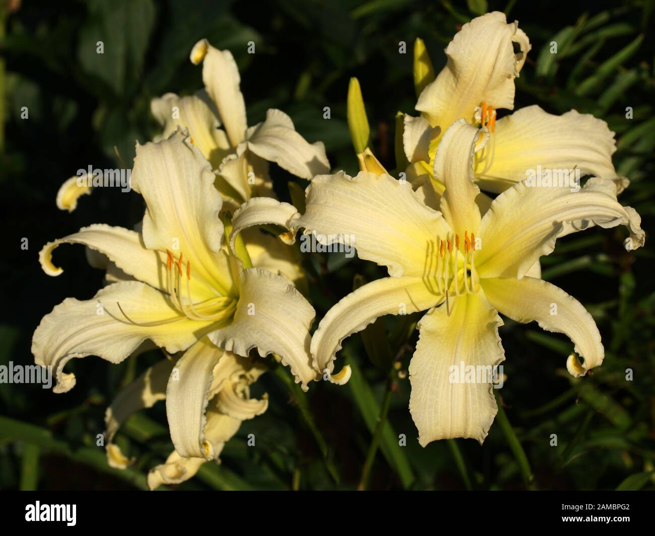 Heavenly Angel Stockfotos Heavenly Angel Bilder Alamy