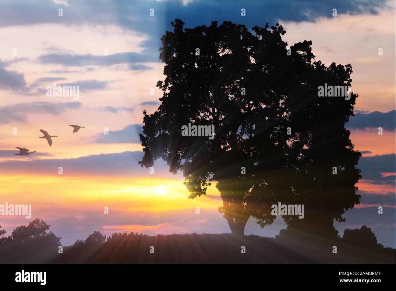 Baum und Vögel bei Sonnenuntergang. Schöner Sonnenaufgang. Hintergrund der Natur Stockfoto
