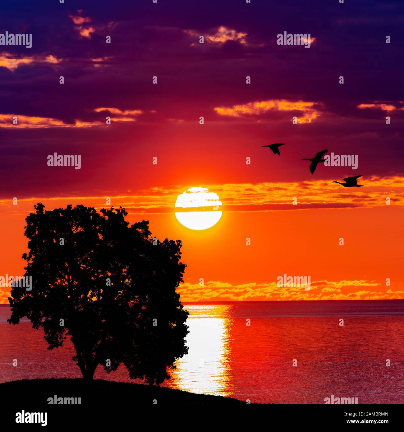 Baum und Vögel bei Sonnenuntergang. Schöner Sonnenaufgang. Hintergrund der Natur Stockfoto