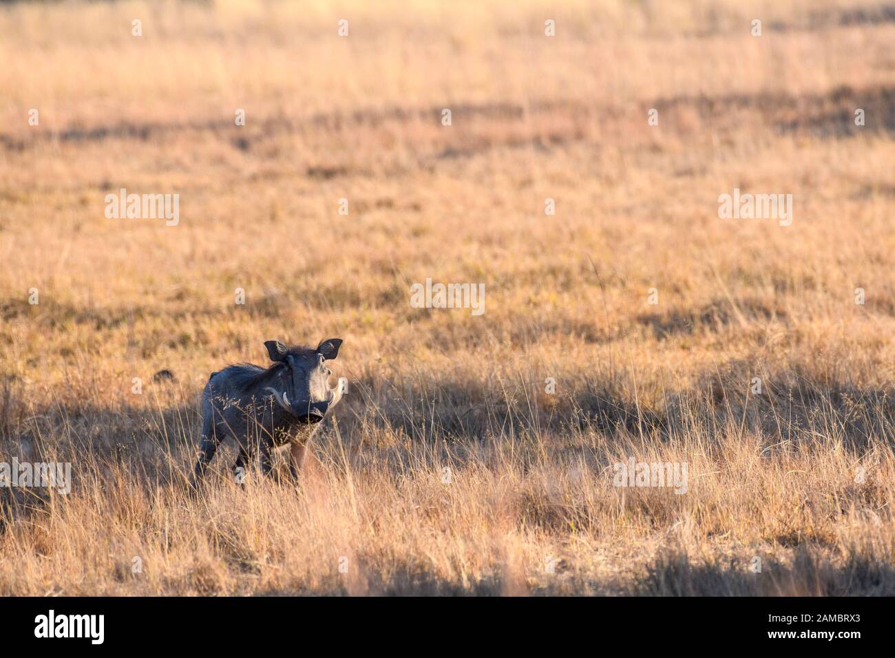 Gemeinsamer Warthog, Phacochoerus africanus, Macatoo, Okavango-Delta, Botswana Stockfoto