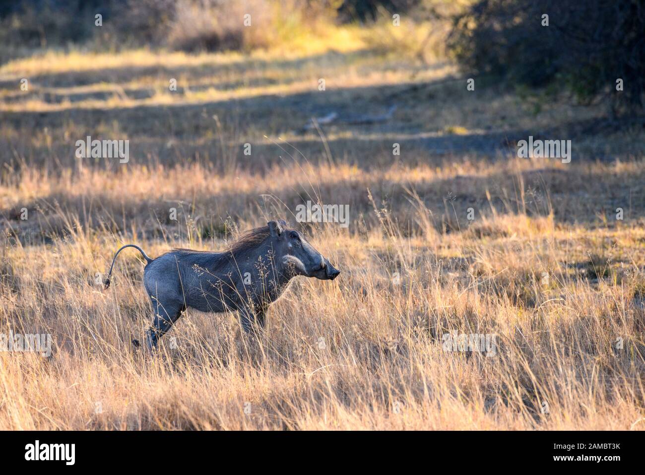 Gemeinsamer Warthog, Phacochoerus africanus, Macatoo, Okavango-Delta, Botswana Stockfoto