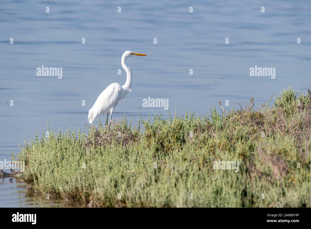 WESTERN Reef Heron in der Mangrove Stockfoto