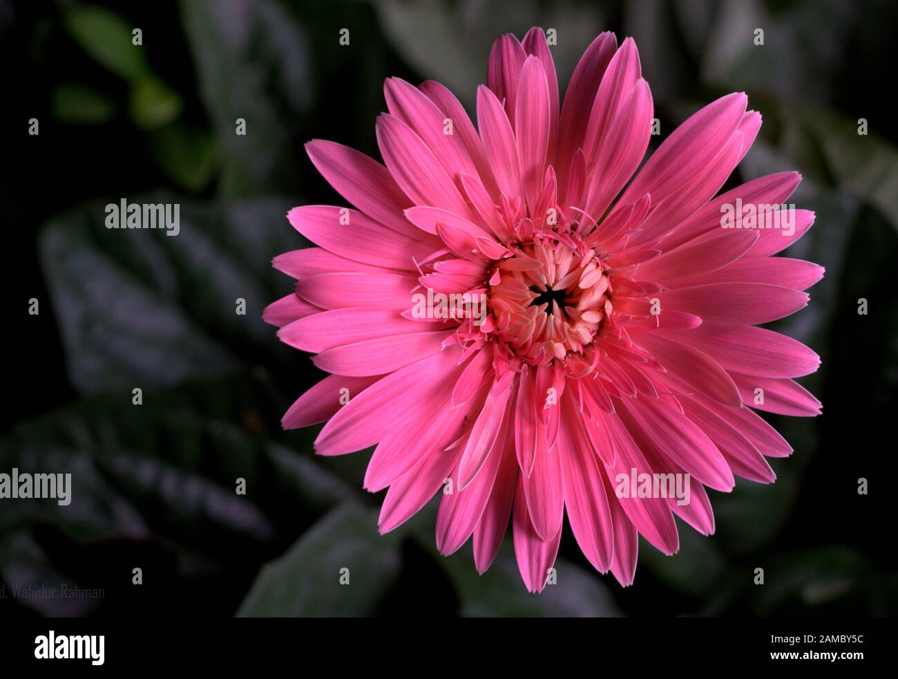 Blume in pinkfarbener Farbe Stockfoto