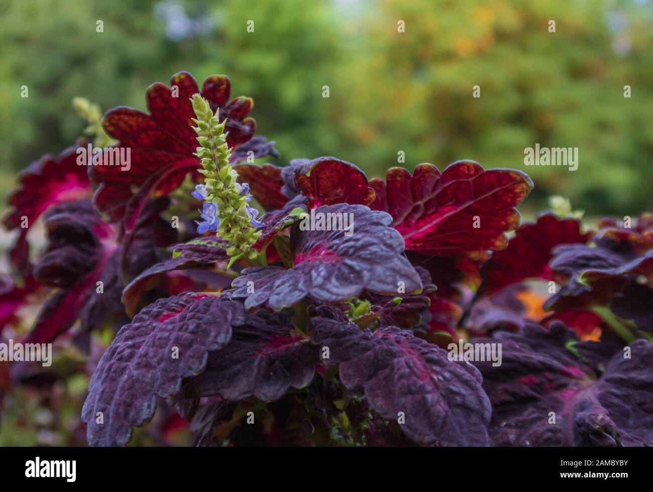 Schöne Pflanze mit violetten Blättern Stockfoto