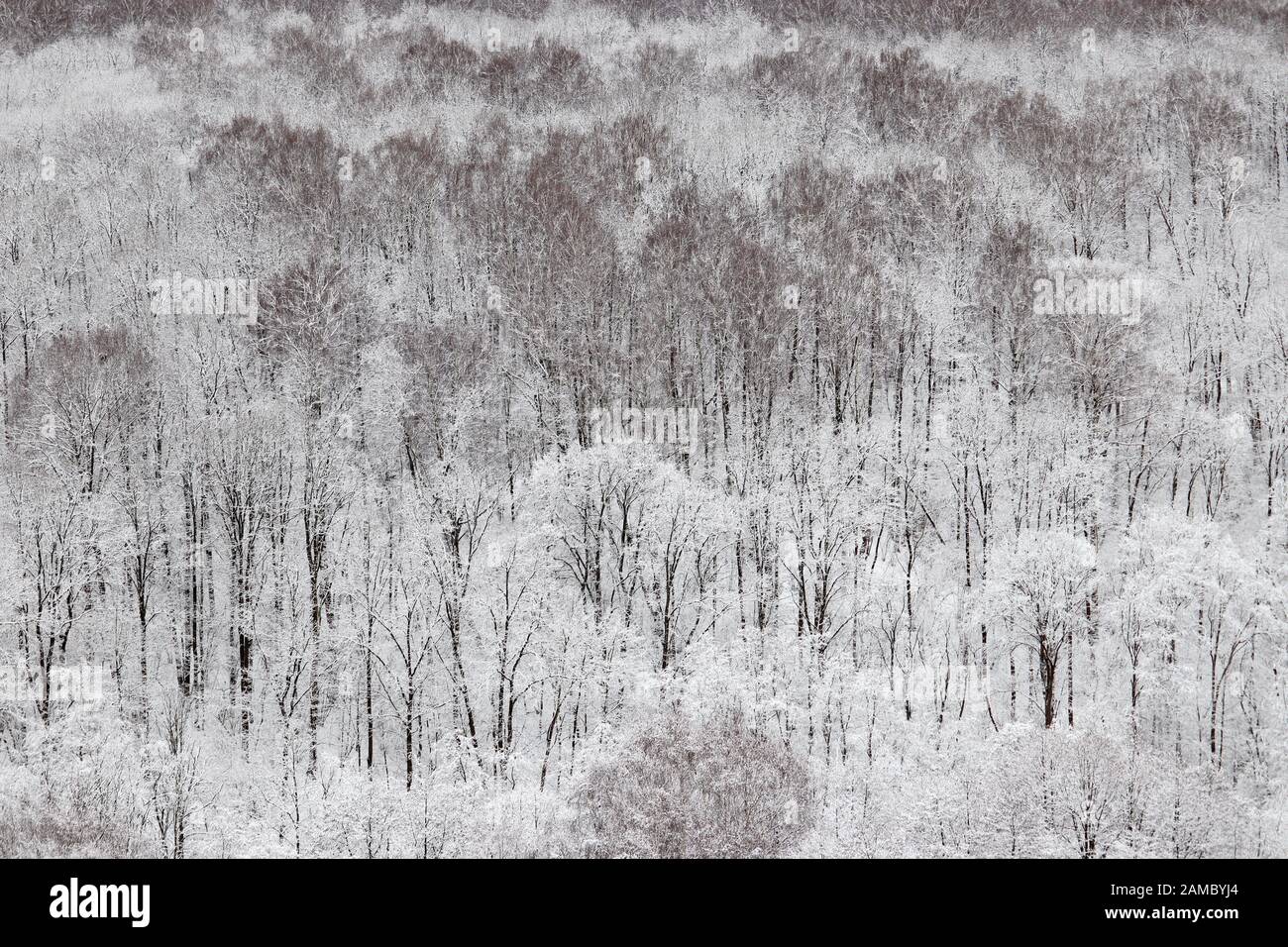 Winterwald, schneebedeckte Bäume, malerische Aussicht. Natur nach Schneefall, kaltem Wetter, weißes Feenholz für den Hintergrund Stockfoto