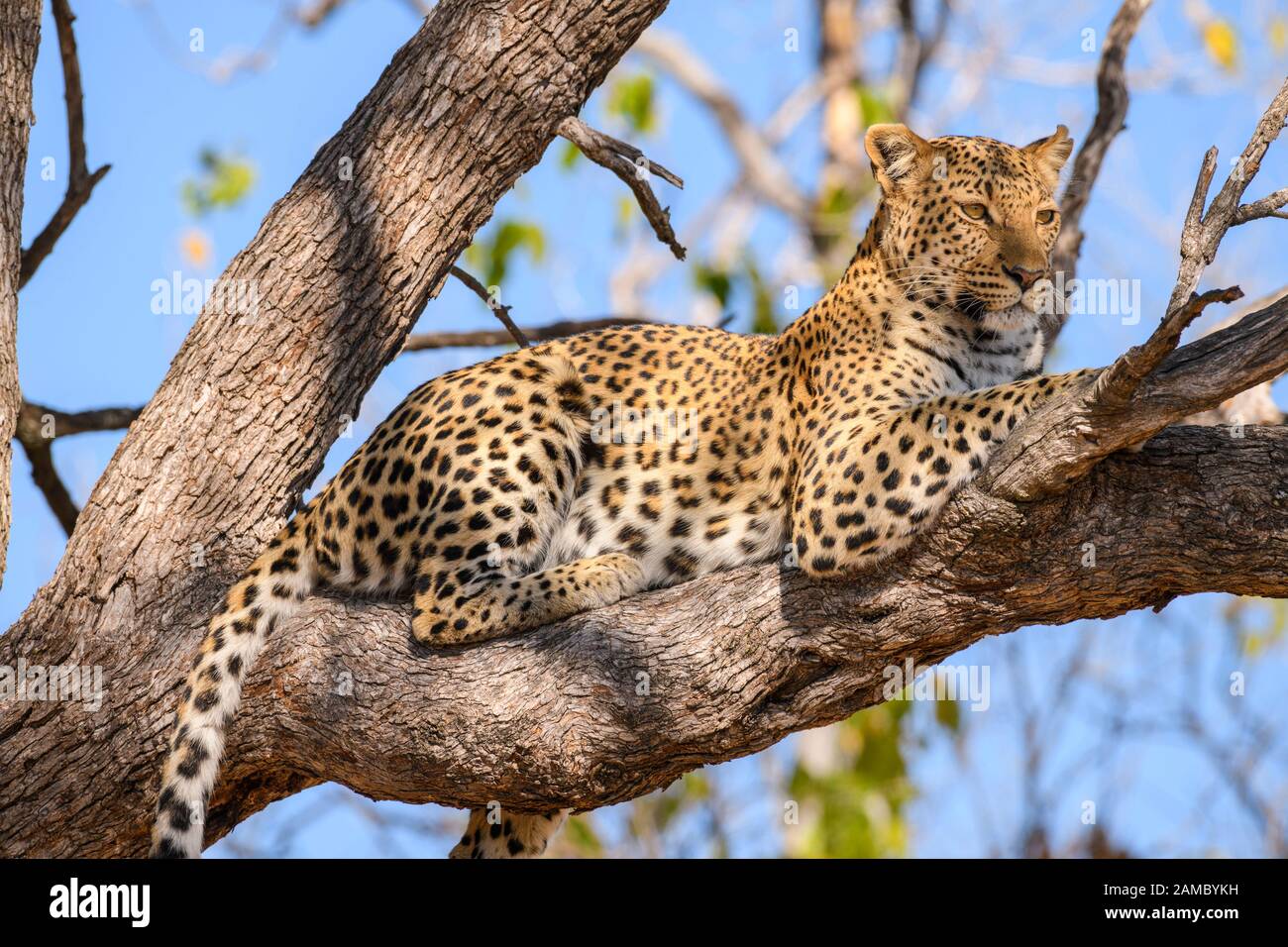 Leopard, Panthera pardus, in einem Baum, Khwai Private Reserve, Okavango Delta, Botswana Stockfoto