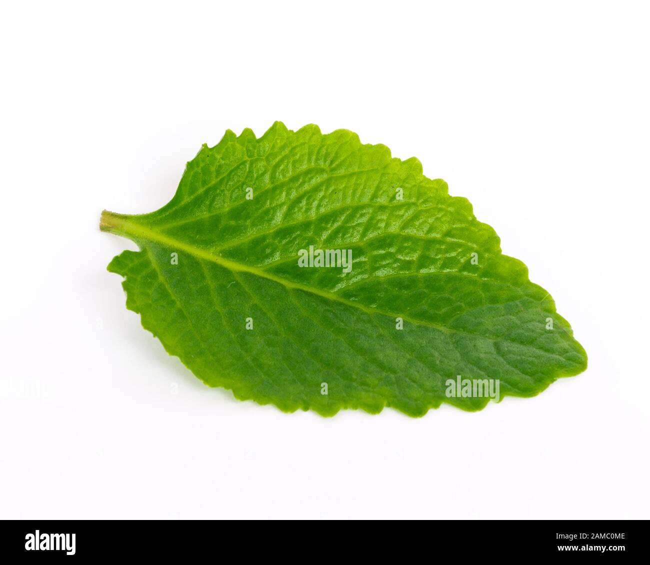 Studio schoss ein grünes Blatt mexikanischer Minze isoliert auf weißem biologischem Heilkraut Stockfoto