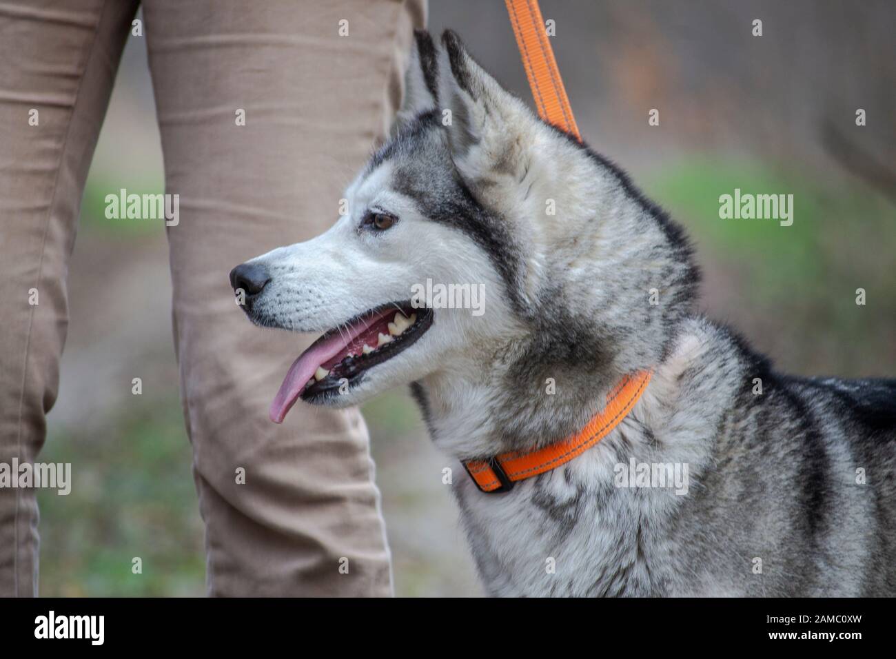 Hellgrau und weiß weibliche sibirische Husky Hund mit braunen Augen, Canis lupus familiaris Stockfoto