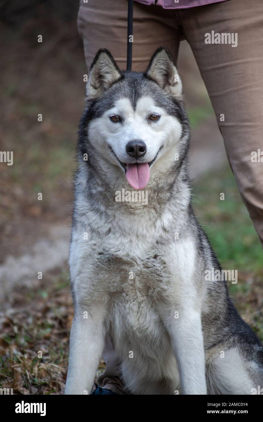 Hellgrauer und weißer weiblicher sibirischer Husky-Hund mit braunen Augen Stockfoto