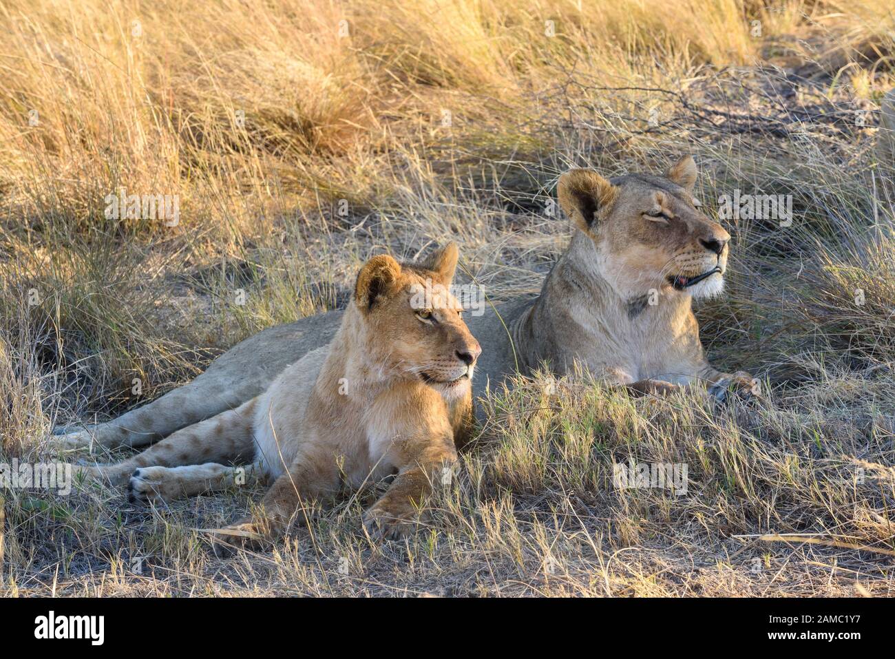 Löwen, Panthera leo, Macatoo, Okavango Delta, Botswana Stockfoto
