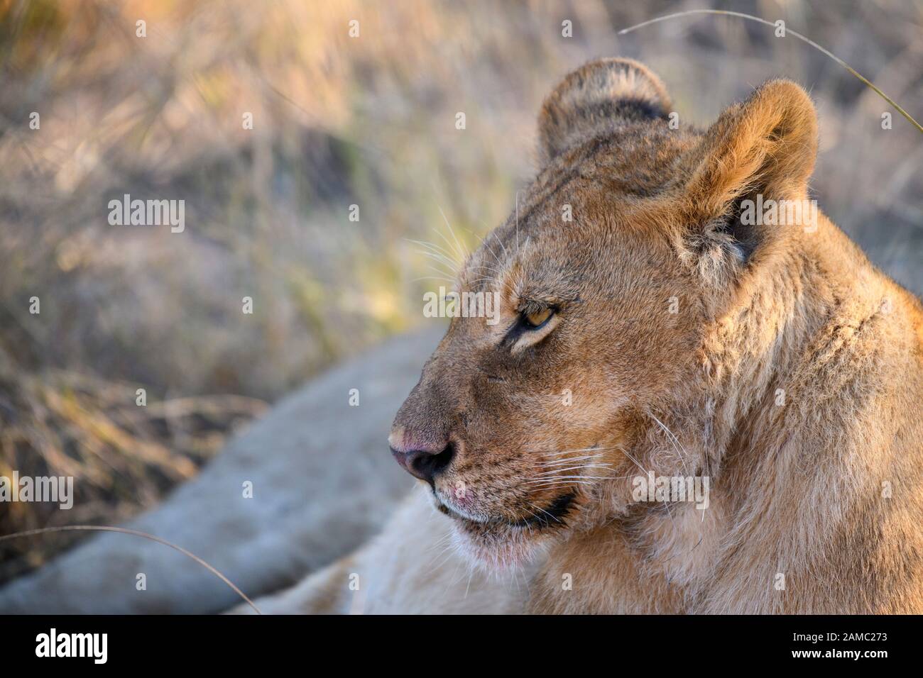Lion, Panthera leo, Macatoo, Okavango Delta, Botswana Stockfoto