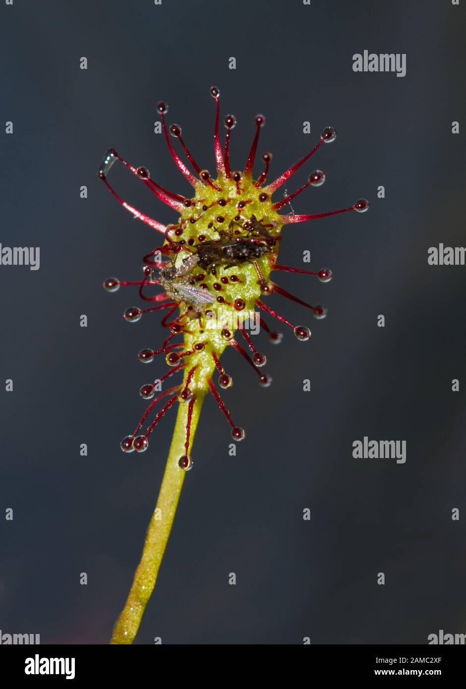 Fliegen, die vom klebrigen Blatt der fleischfressenden Pflanze Länglich-blättriger Sonnentau gefangen werden Stockfoto