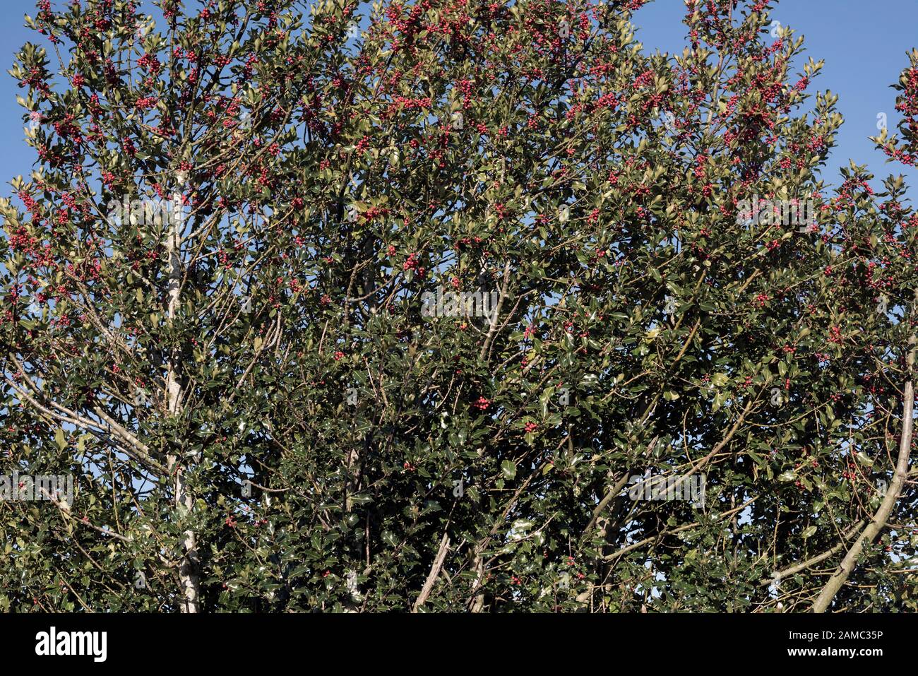 Europäische Stechpalme, Ilex Aquifolium, Baum, der viele rote Beeren gegen einen blauen Himmel trägt. Stockfoto