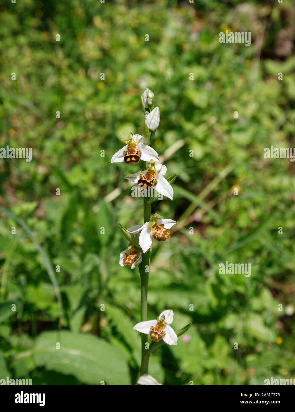 Seltene Bienenorchideen (Ophrys apifera) Blumen, die im Sommer in den Ruinen der Burg in Dvigrad (oder Duecastelli), Istrien, Kroatien wachsen und blühen Stockfoto