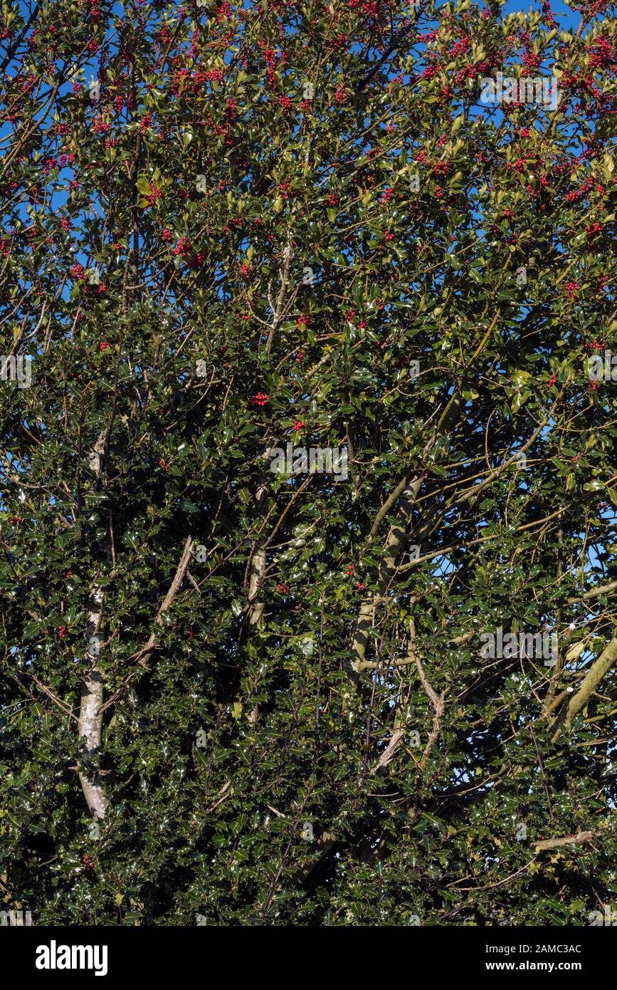 Europäische Stechpalme, Ilex Aquifolium, Baum, der viele rote Beeren gegen einen blauen Himmel trägt. Stockfoto