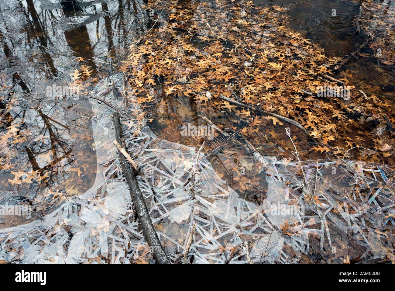 Einzigartige Muster in Eis auf einem teilweise gefrorenen Teich mit abgefallenen Eichenblättern, Frühwinter. Stockfoto
