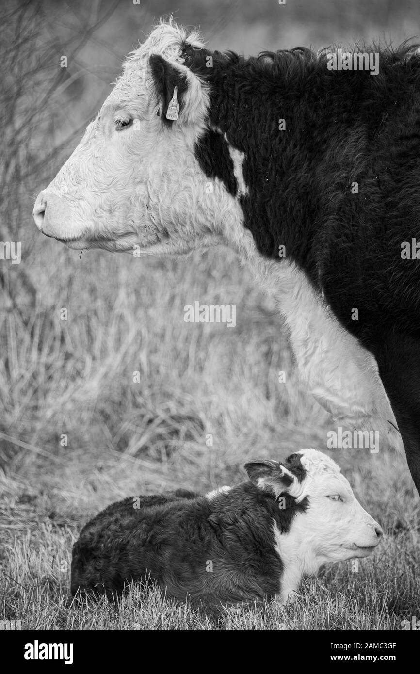 Hereford Kuh und Kalb Stockfoto