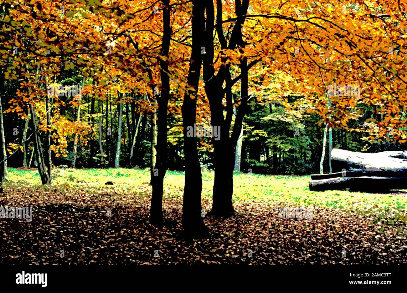 Herbstlaub Teppich eine Lichtung im Savernake Wald Stockfoto