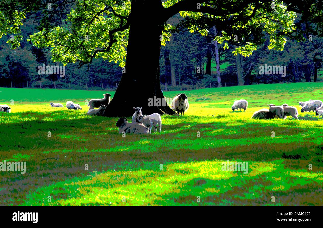 Schafe unter einer Eiche, Lake District, England Stockfoto