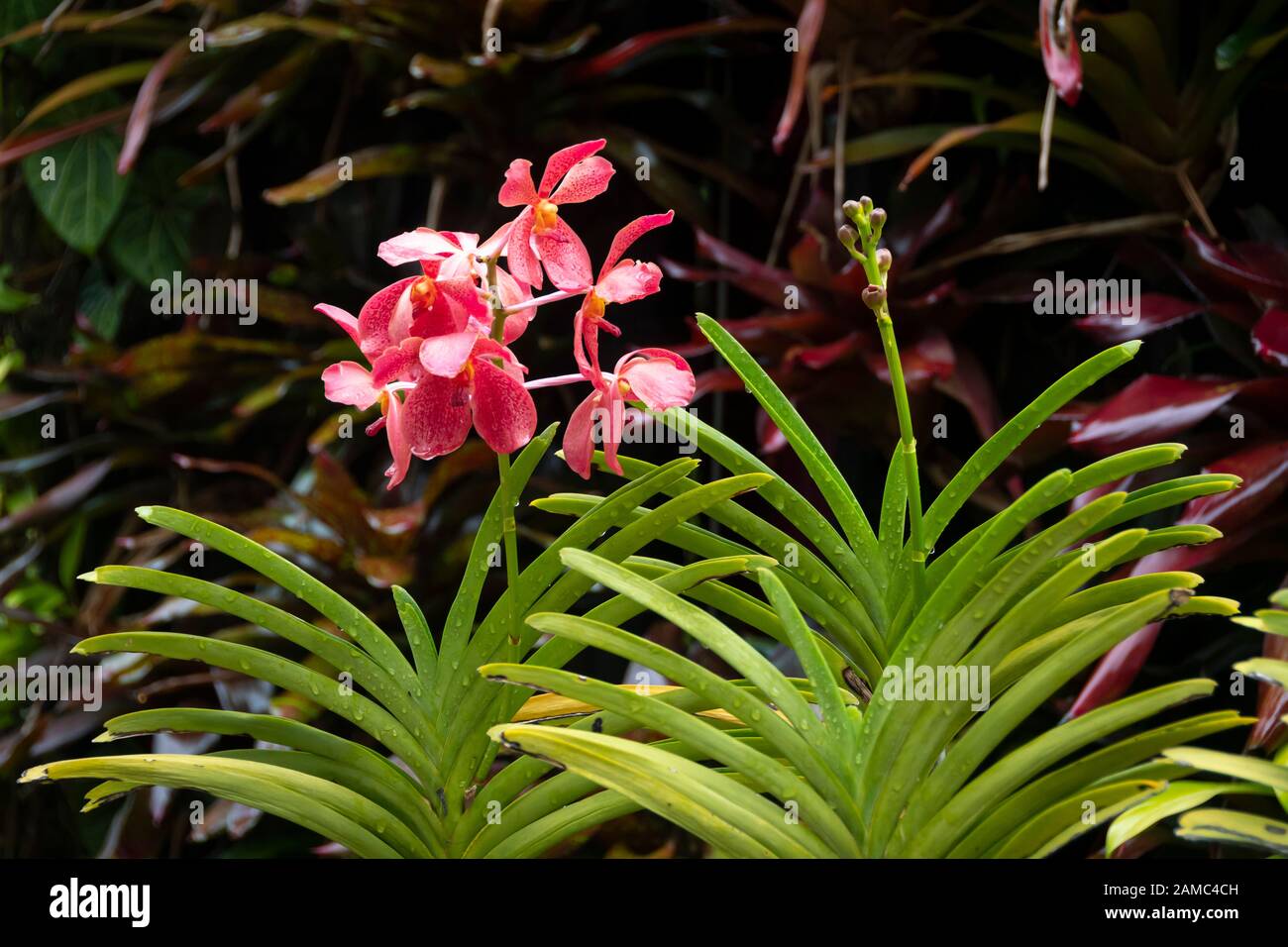 Orchidee im Orchid Garden, Changi Airport, Singapur Stockfoto