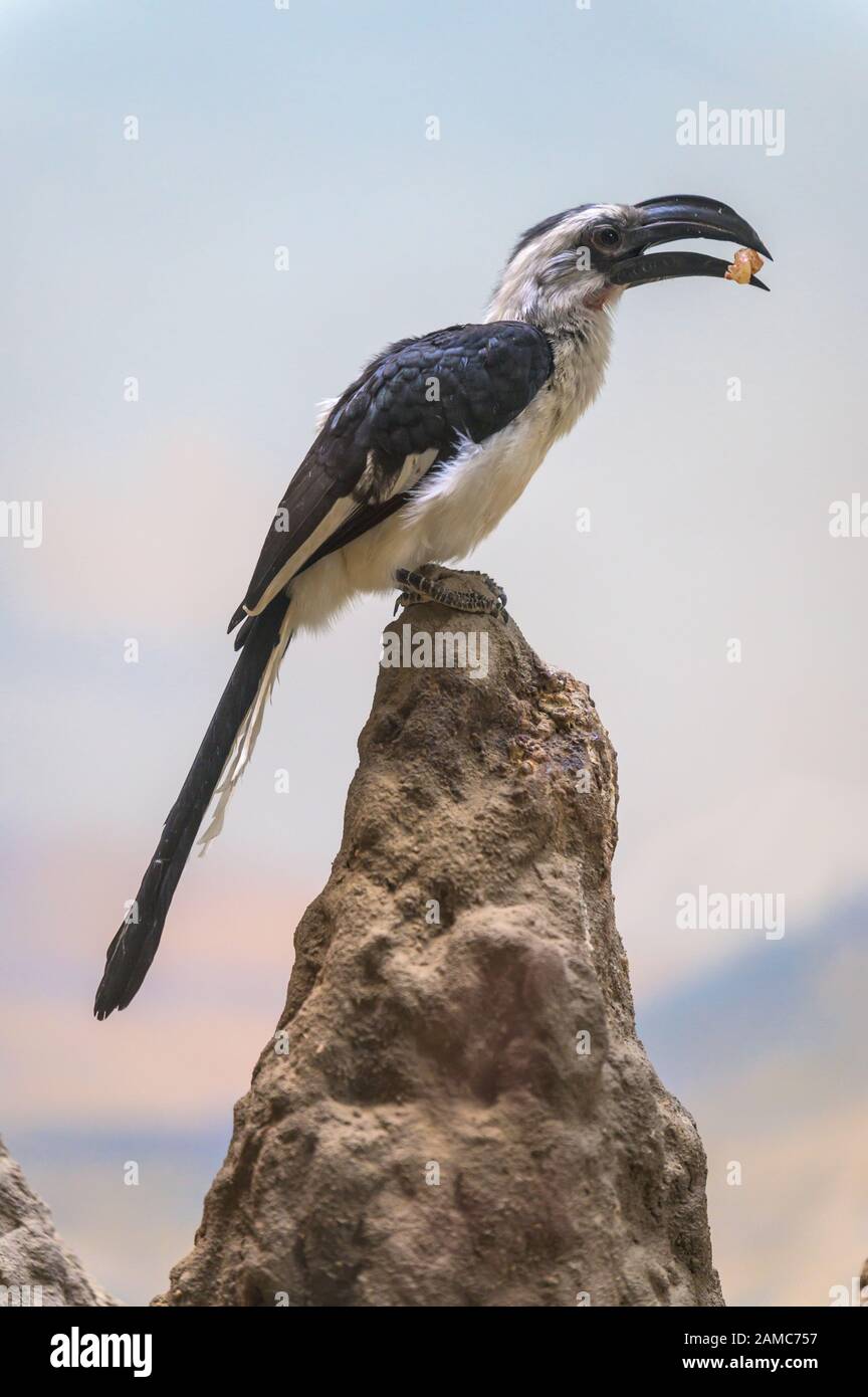 Der Hornbill von a Von der Decken thront auf einem Felsen, der seine Umgebung beobachtet und einen Nachmittagssnack genießt Stockfoto