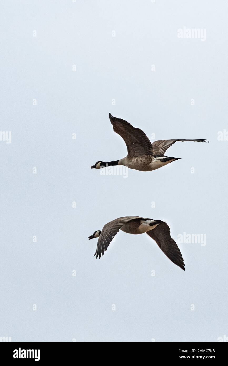 Kanadagänse im Flug. Stockfoto