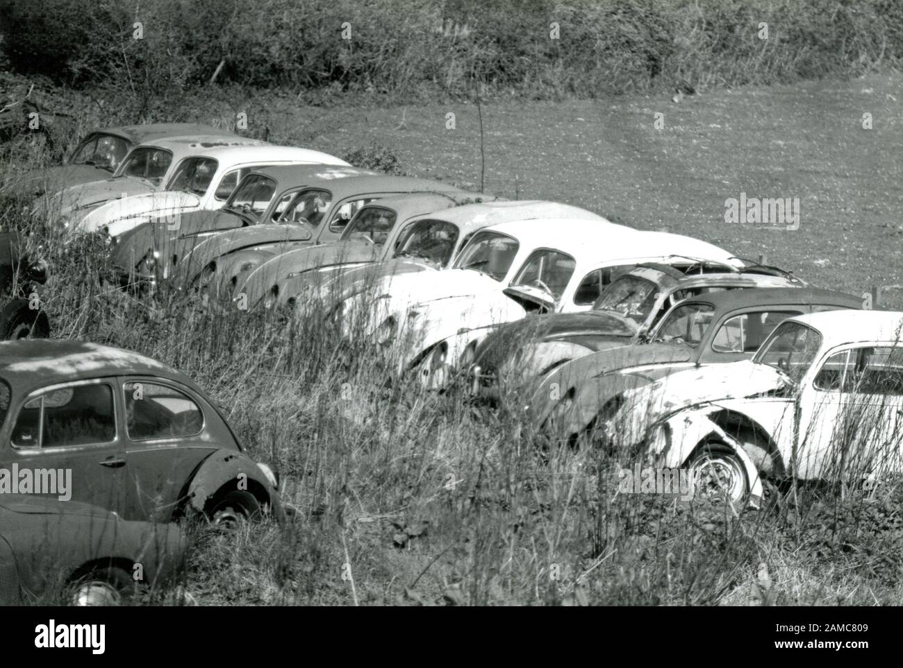 Leitung der verschrotteten Bug Käfer in einem Feld, die für die Restaurierung, Schrott oder Teile gespeichert werden. Schwarze und weiße historisches Bild. Großbritannien Stockfoto