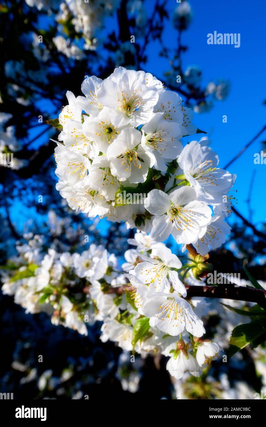 Kontrastierende Farben zwischen blauem Himmel und warm gefärbten Blumen an einem Obstbaum Stockfoto