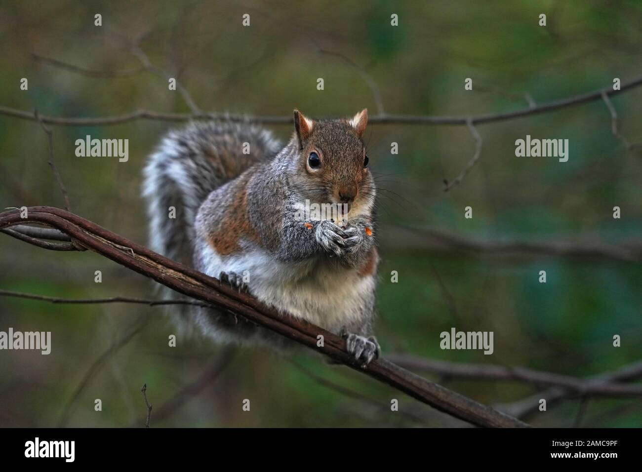 Graues Squirrel-Sciurus carolinensis. Winter Stockfoto