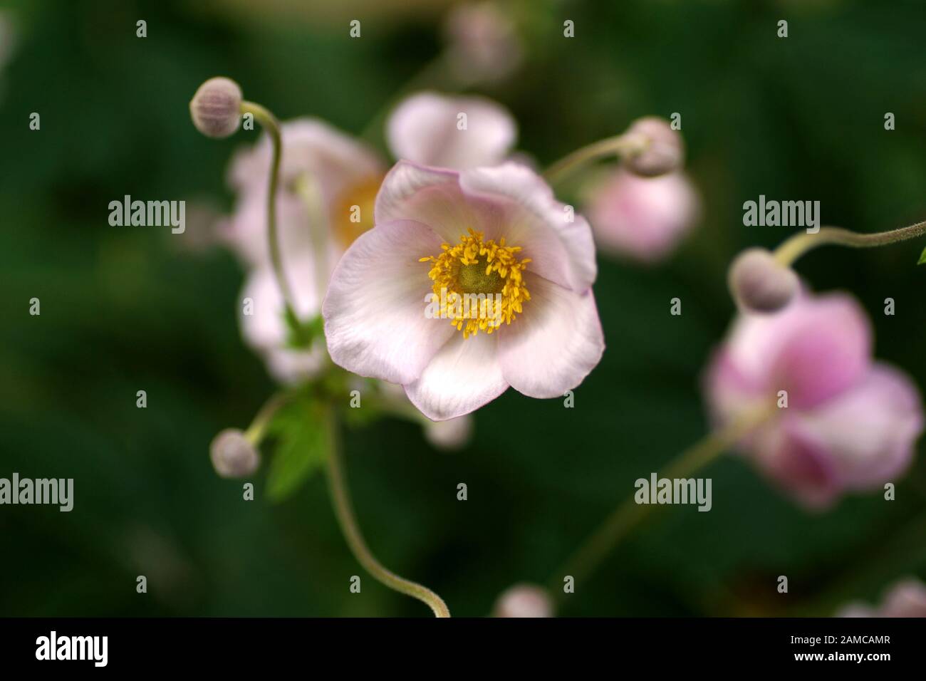 Blühende Anemone hupehensis Pflanze mit rosafarbenen Blumen im Sommer im Garten. Chinesische Anemone oder japanische Anemone, Thimbleweed Stockfoto