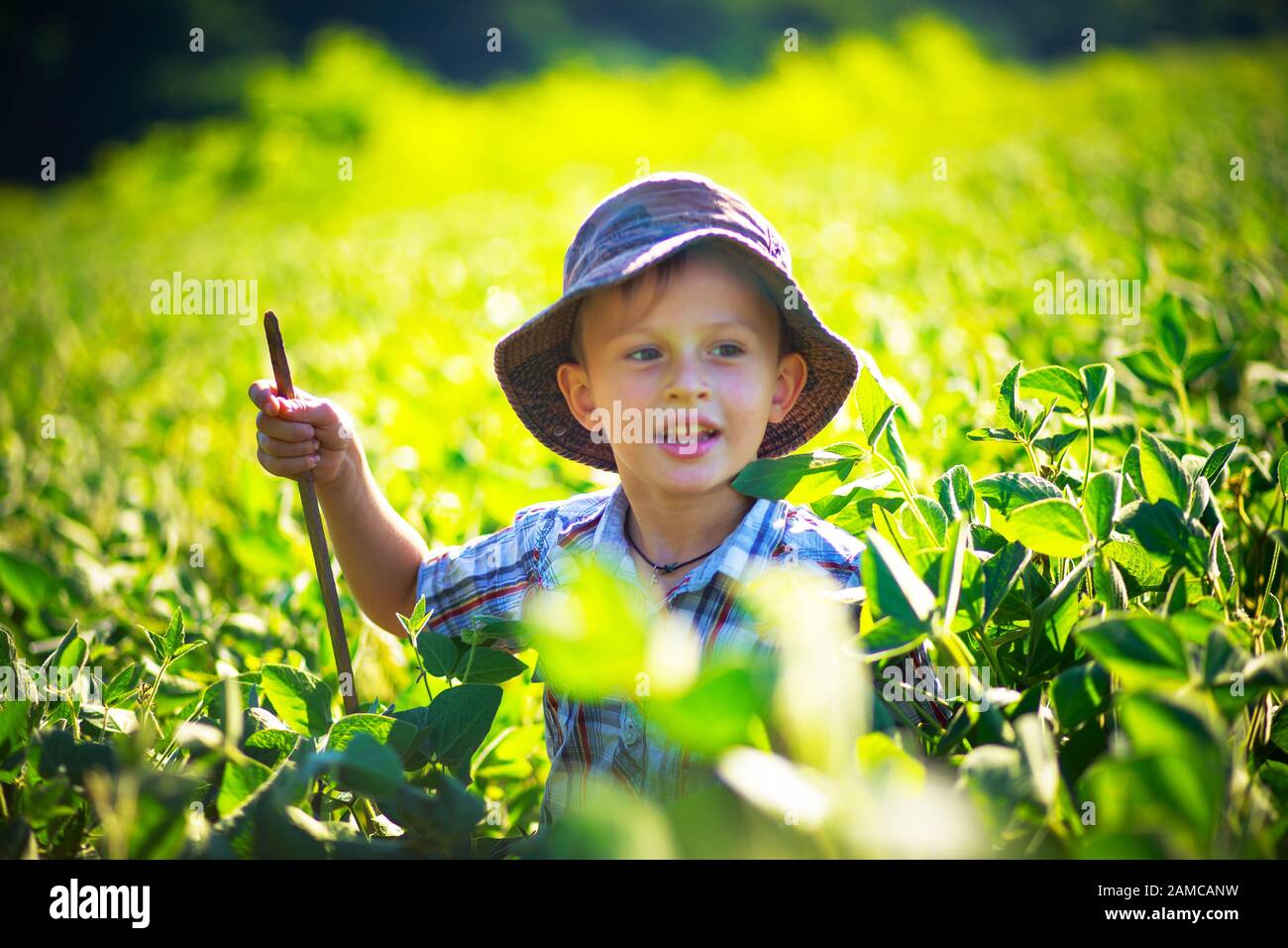 Der Junge geht über ein Sojabohnenfeld, vegetarisches Kind unter den wachsenden veganen Sojabohnen. Ernte von Sojabohnenfeld, das von der Abendsonne angezündet wird. Stockfoto