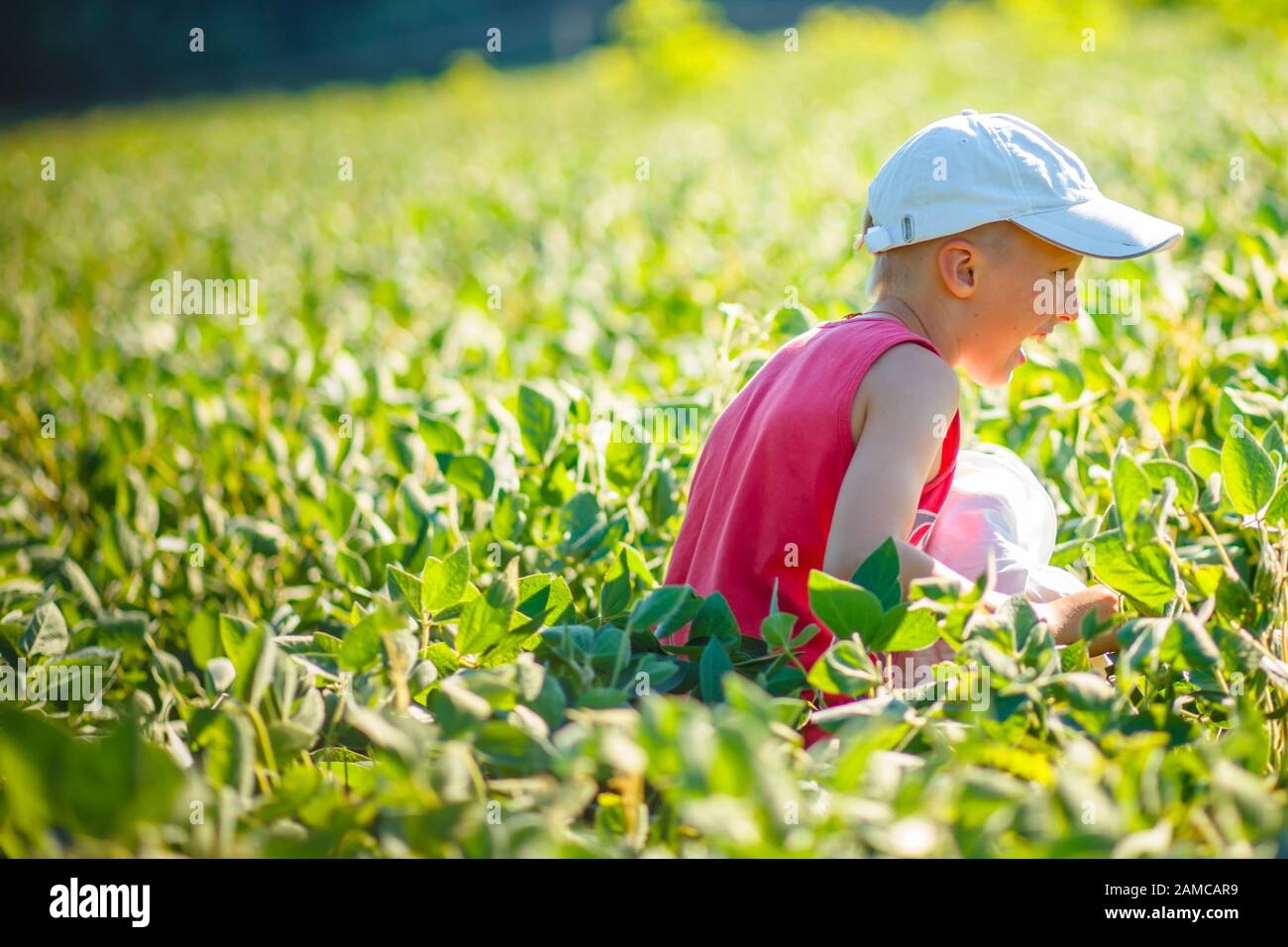 Der Junge in rotem T-Shirt und einer weißen Baseballmütze zieht über ein Sojabohnenfeld, vegetarisches Kind unter den wachsenden veganen Sojabohnen. Glückliche Kinder warten auf Agr Stockfoto