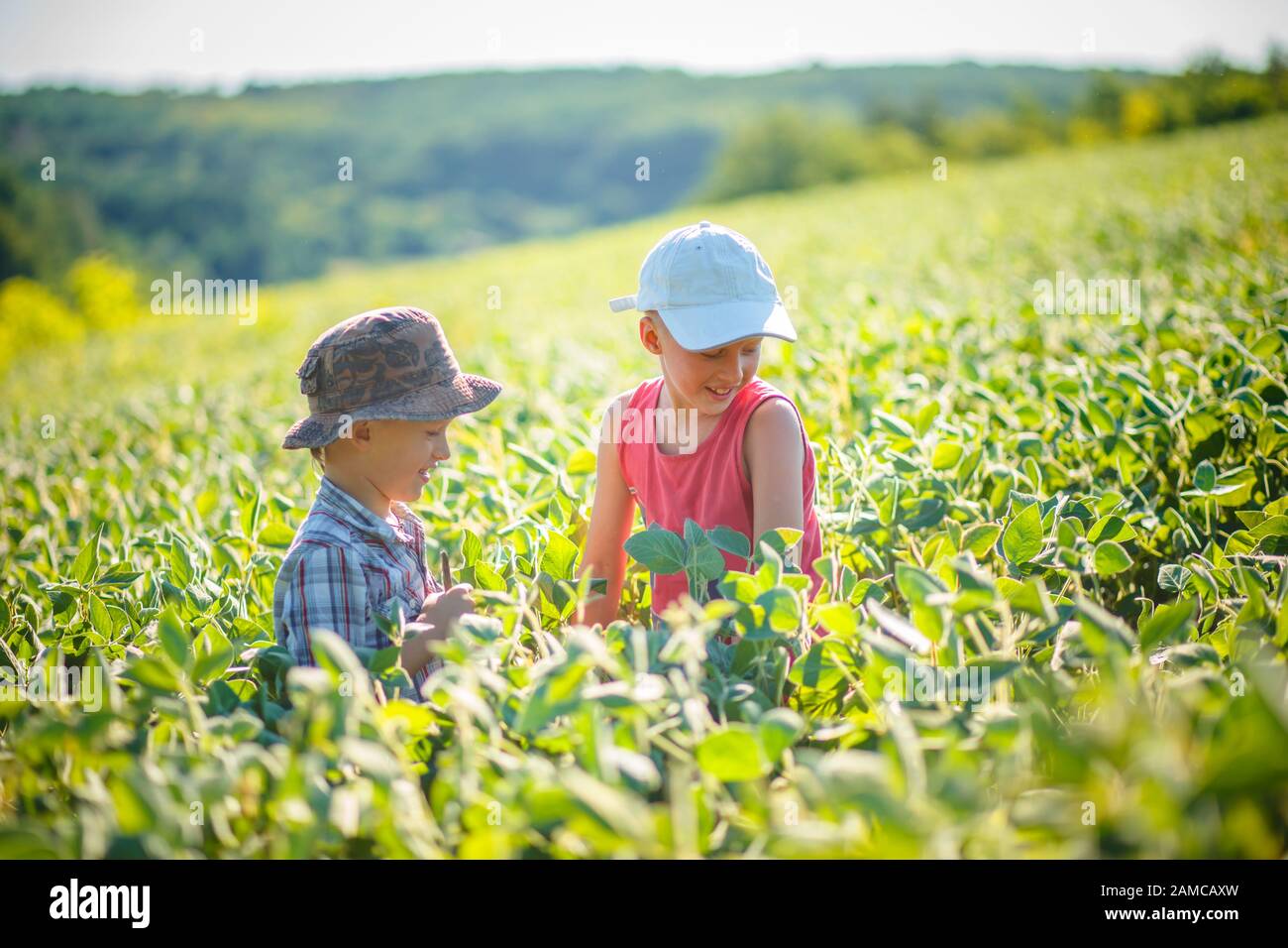 Zwei kleine Brüder laufen über das grüne reifende landwirtschaftliche Sojaplantagenfeld. Auf dem Feld wachsen sonnenbeleuchtete grüne Sojagebüsche. Kinder spielen ein Stockfoto