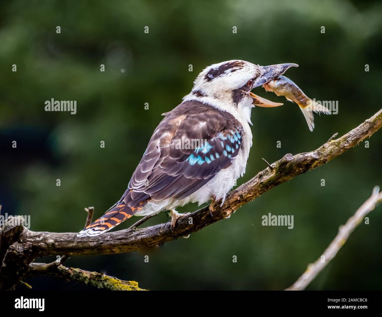 Kookaburra vögel Fotos und Bildmaterial in hoher Auflösung Alamy