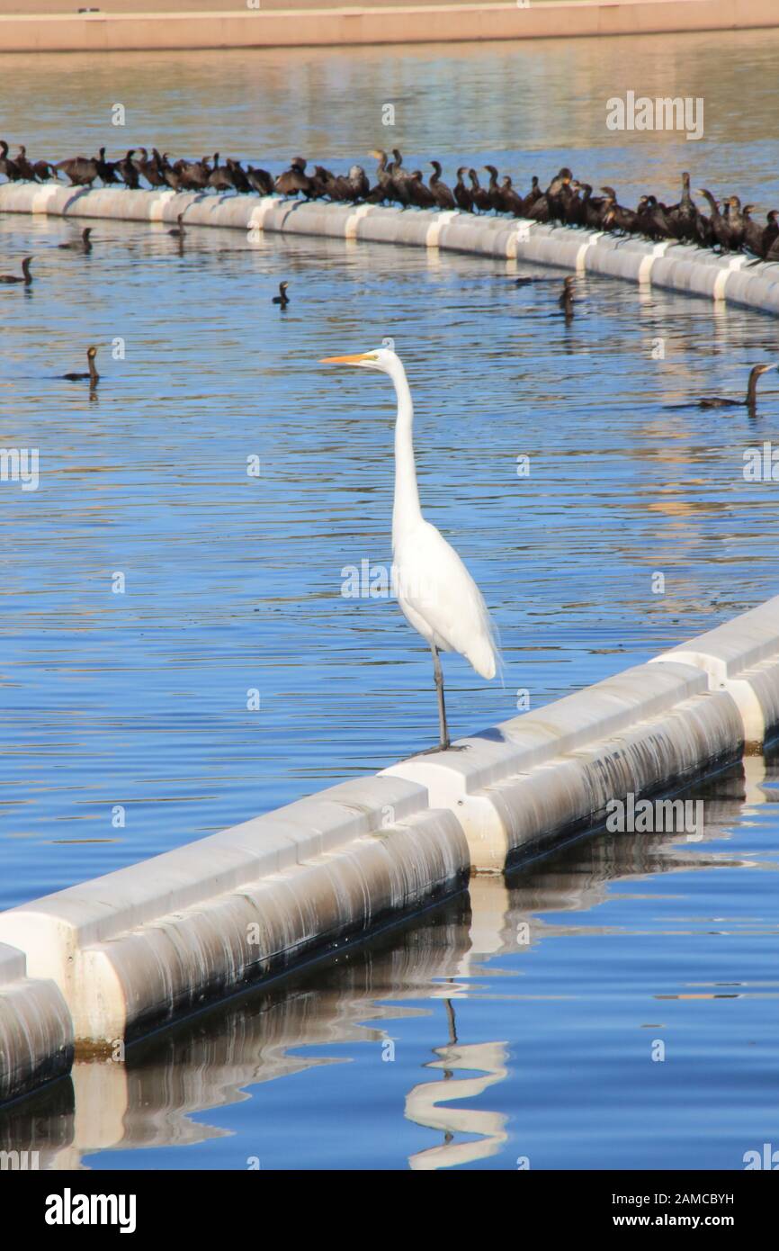 Tempe Town Lake, Tempe, Arizona Stockfoto