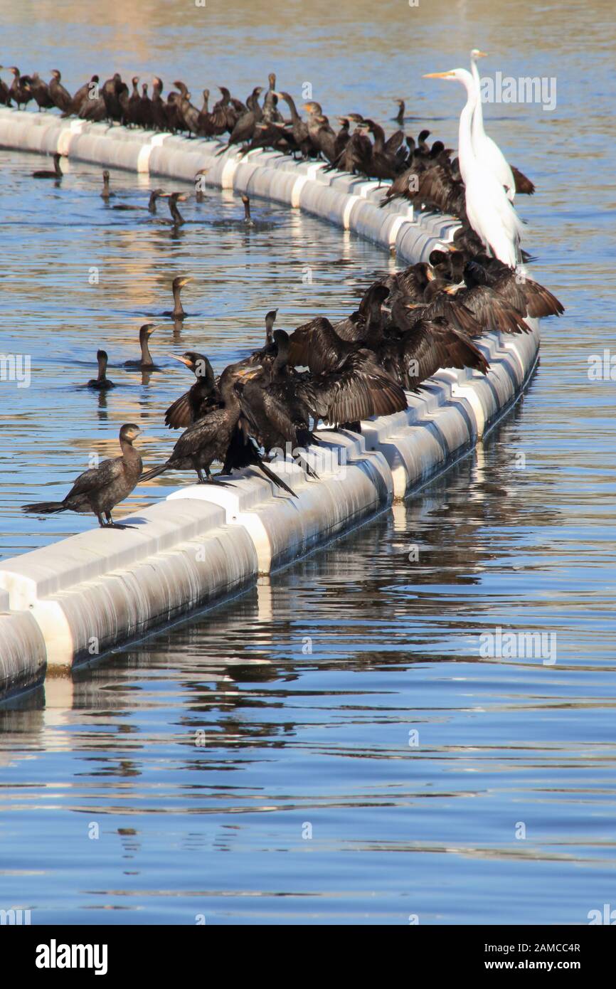 Tempe Town Lake, Tempe, Arizona Stockfoto