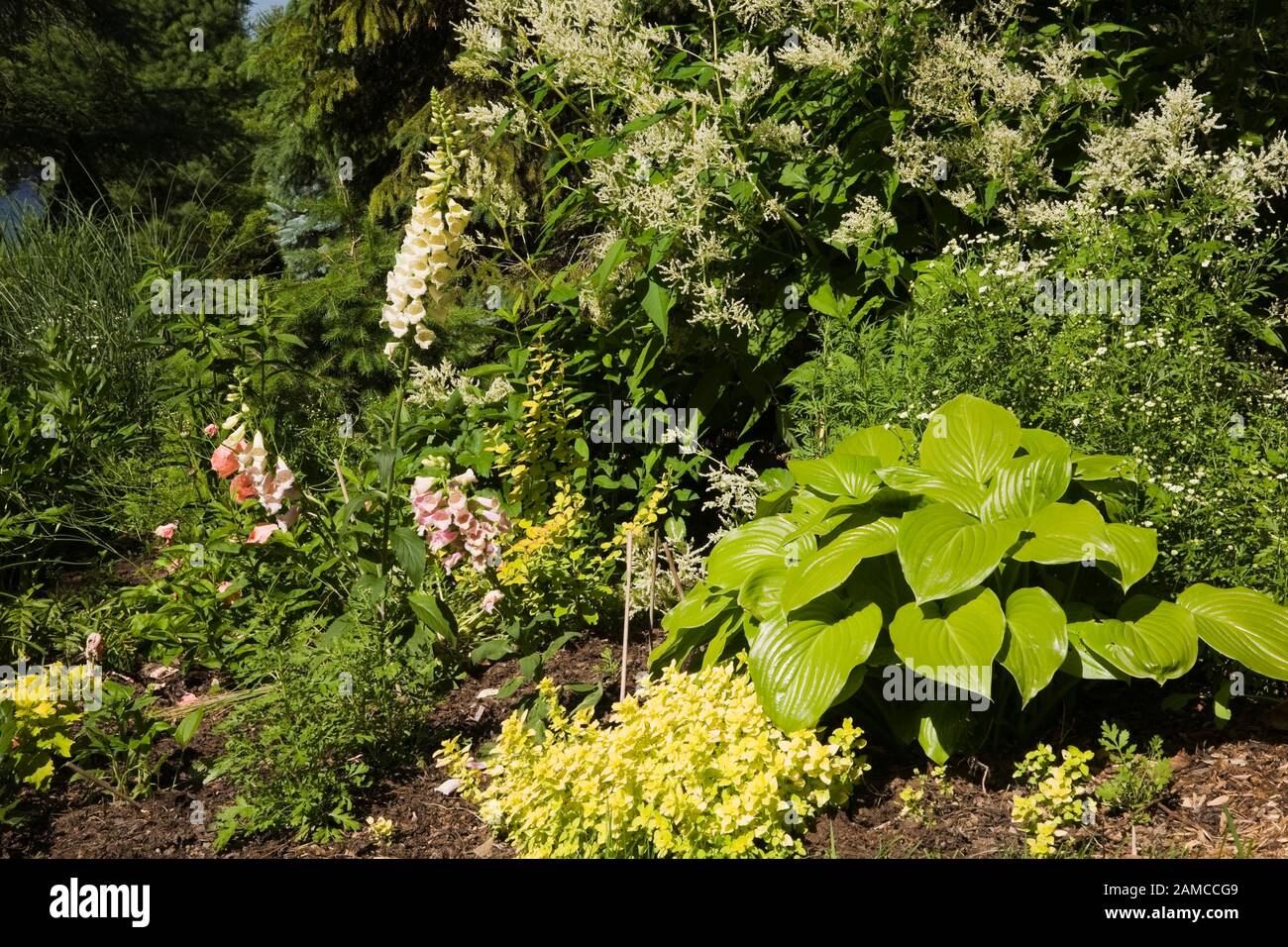 Grenze mit Hosta-Pflanze und weißer blühender Persicaria polymorphe - Fleece-Blumen im privaten Hinterhofgarten im späten Frühjahr. Stockfoto