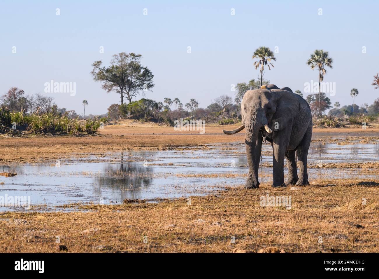 Afrikanischer Elefant, Loxodonta africana, mit einem Tracking-Kragen, Macatoo, Okavango-Delta, Botswana Stockfoto