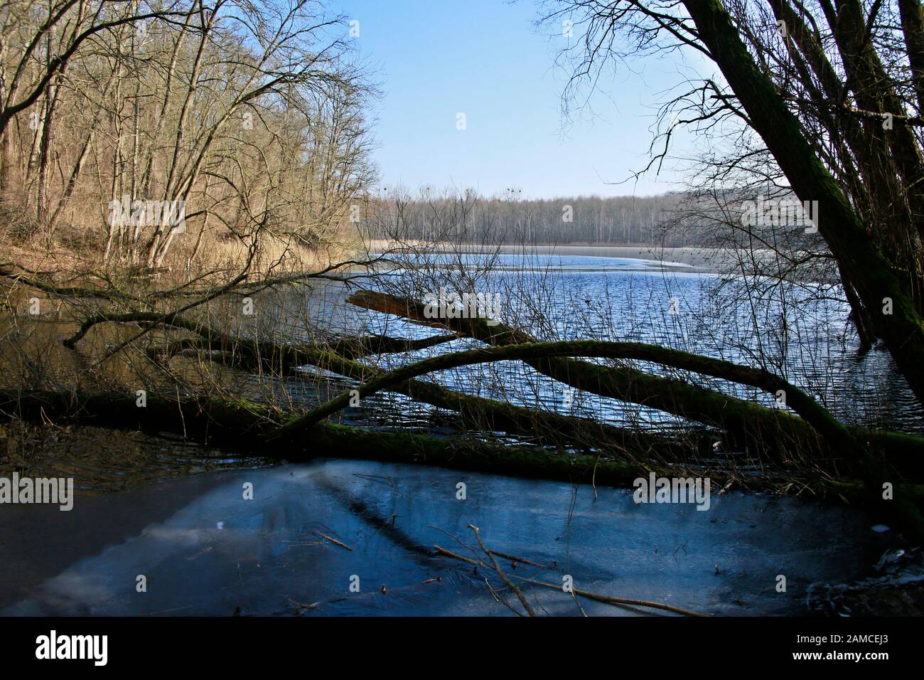Donatussee im Naturpark Kottenforst-Ville, Brühl, Nordrhein-Westfalen, Deutschland Stockfoto
