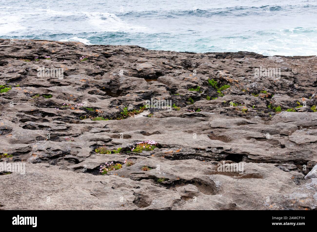 Die Burren-Landschaft mit Felsen, Blumen und Meer, County Clare, Irland Stockfoto