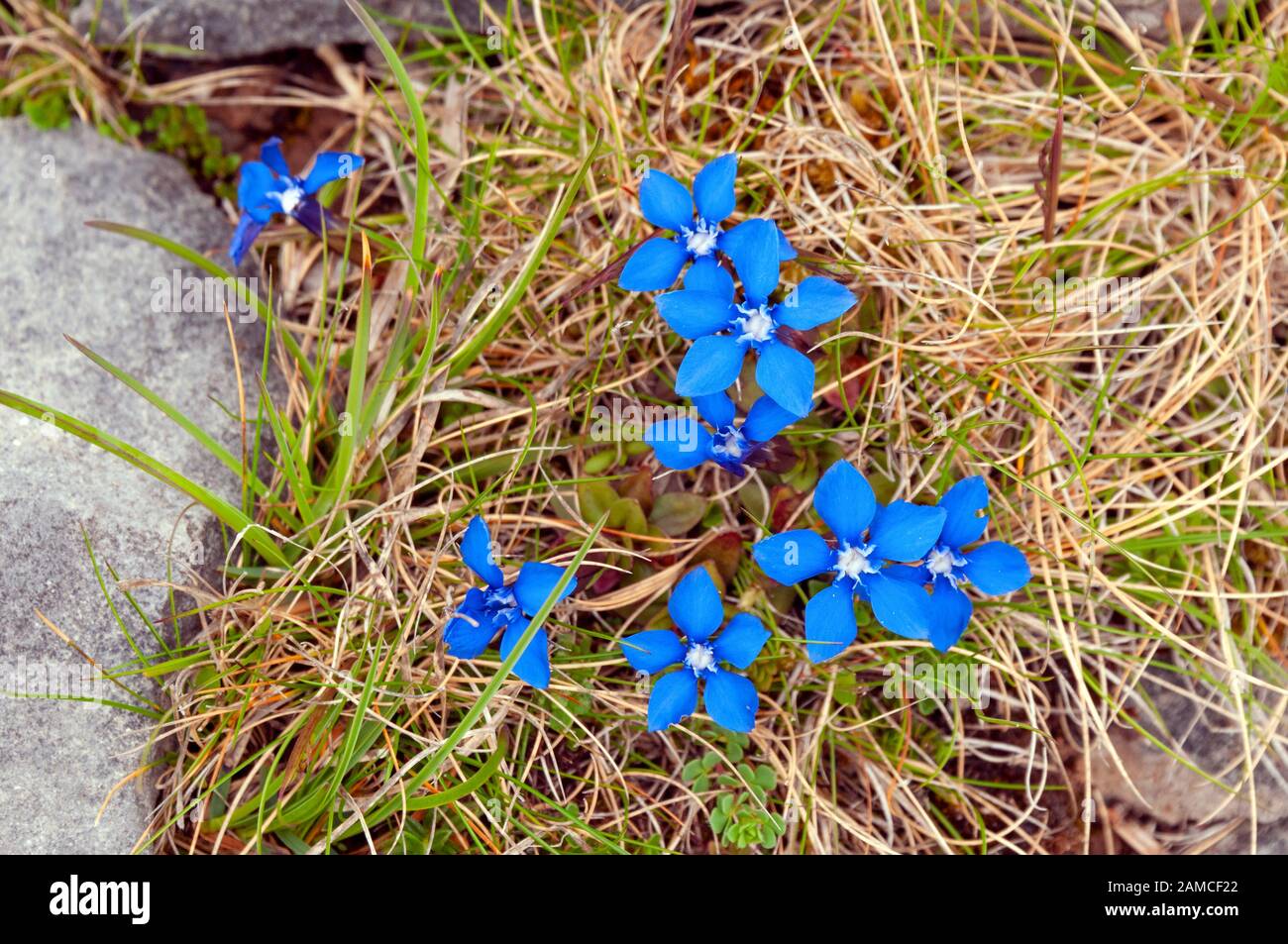 Frühlingsgentian, The Burren, County Clare, Irland Stockfoto
