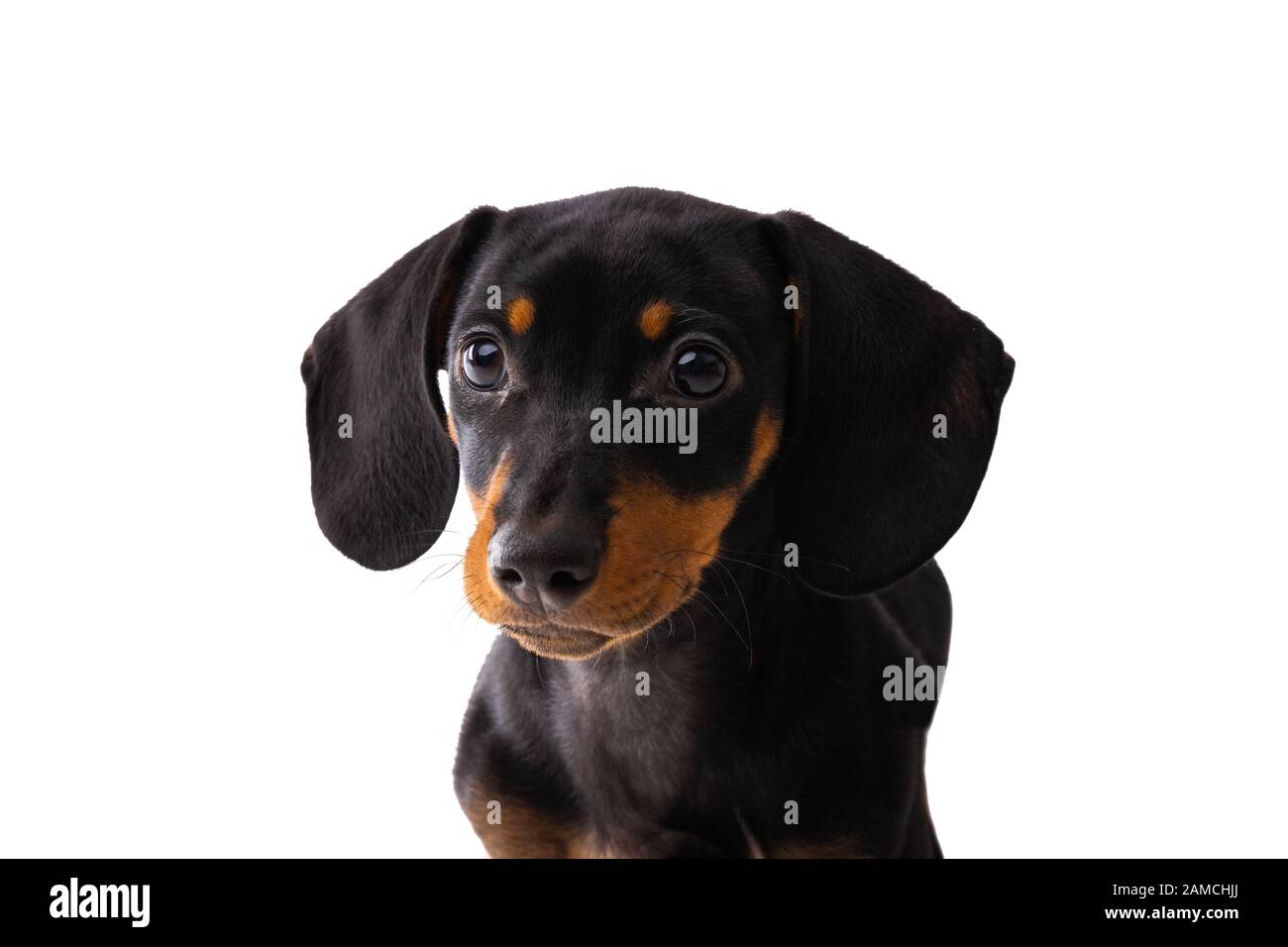 Lustiger Wursthund, Dachshund Welpe posiert isoliert auf weißem Hintergrund Stockfoto