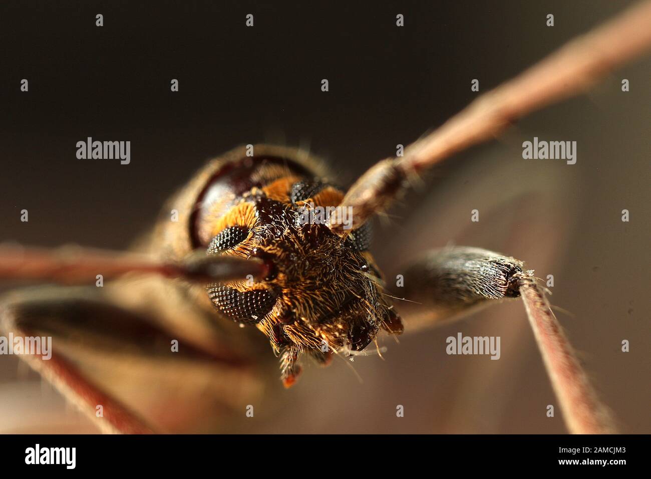 Zitronenbaumholzborstenkäfer Stockfoto