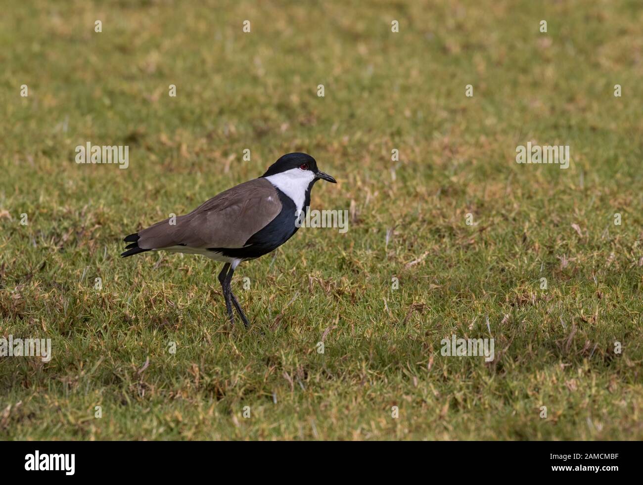 Sporngeflügelte Lapwing (Vanellus spinosus) am Stadtpark Beer Sheba, Israel Stockfoto