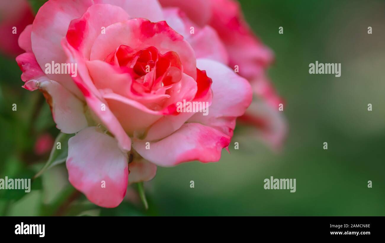 Blühendes Pflanzenfotophon. Schöne rosafarbene Rose mit dunklen Rängen von Kronblättern, die nach Regen nass werden. Tropfen von Tau auf den Kronblättern des Gartens erhoben. Weicher Fokus. Gelockt Stockfoto