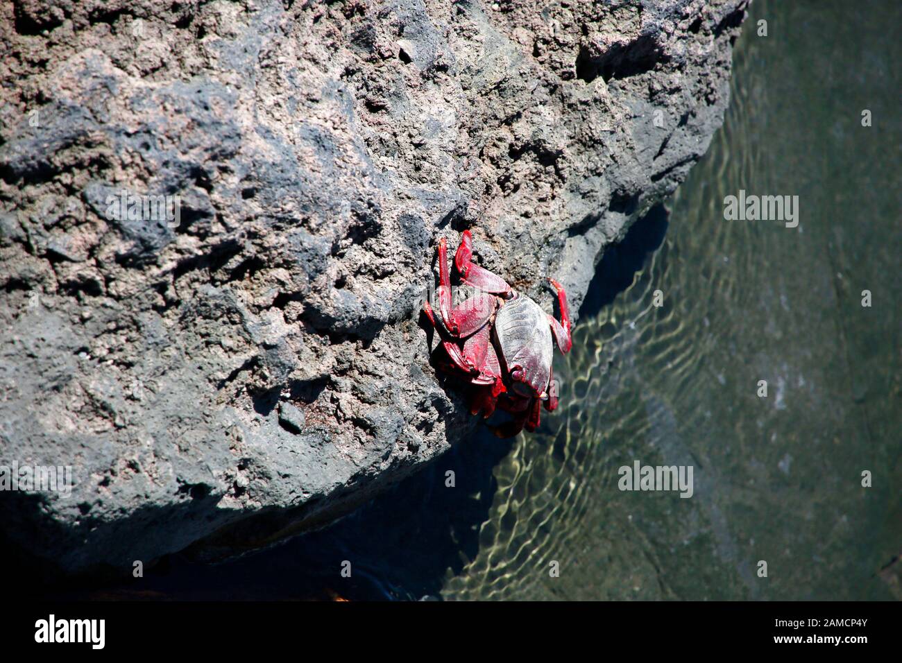 Rote Kliffkrabbe (Grapsus adscensionis), Puerto Naos, La Palma, Kanarische Inseln, Spanien Stockfoto