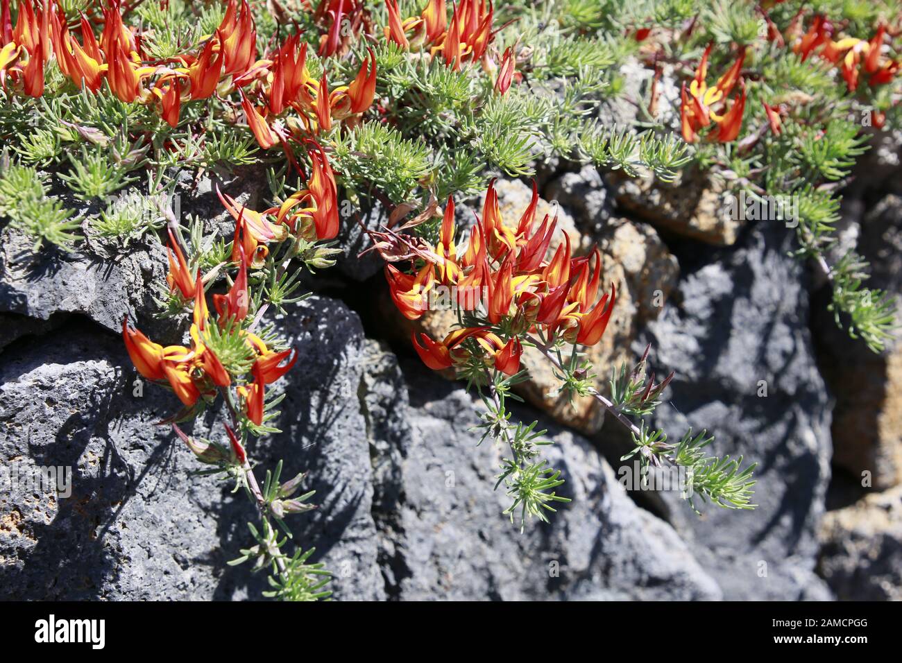 Kanarischer Hornklee, Berthelots Hornklee, Kanaren-Hornklee, Kanarenhornklee (Lotus berthelotii), Tijarafe, La Palma, Kanarische Inseln, Spanien Stockfoto